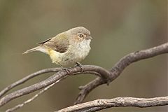 Weebill